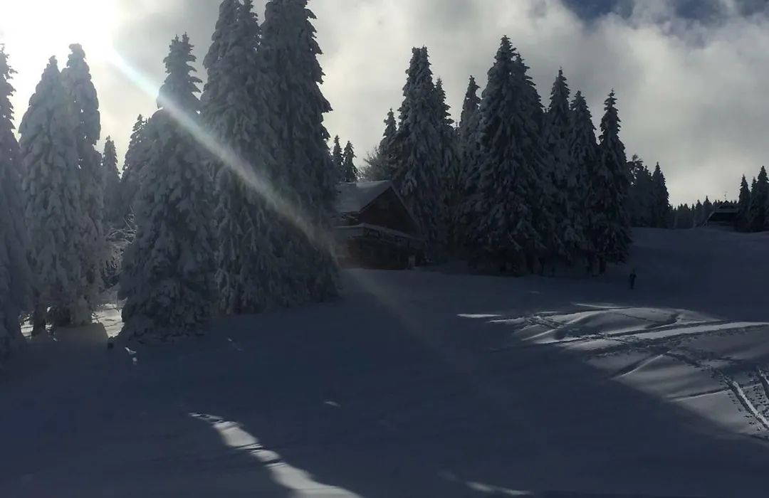 Auerhahn-1
